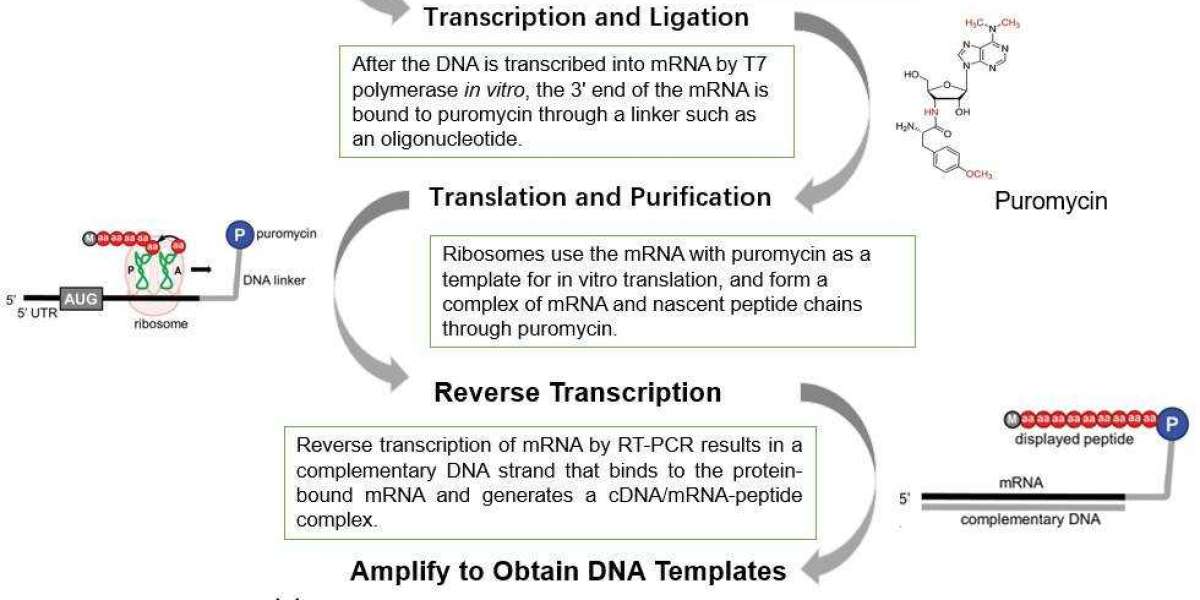 mRNA Display Technology in In Vitro Screening