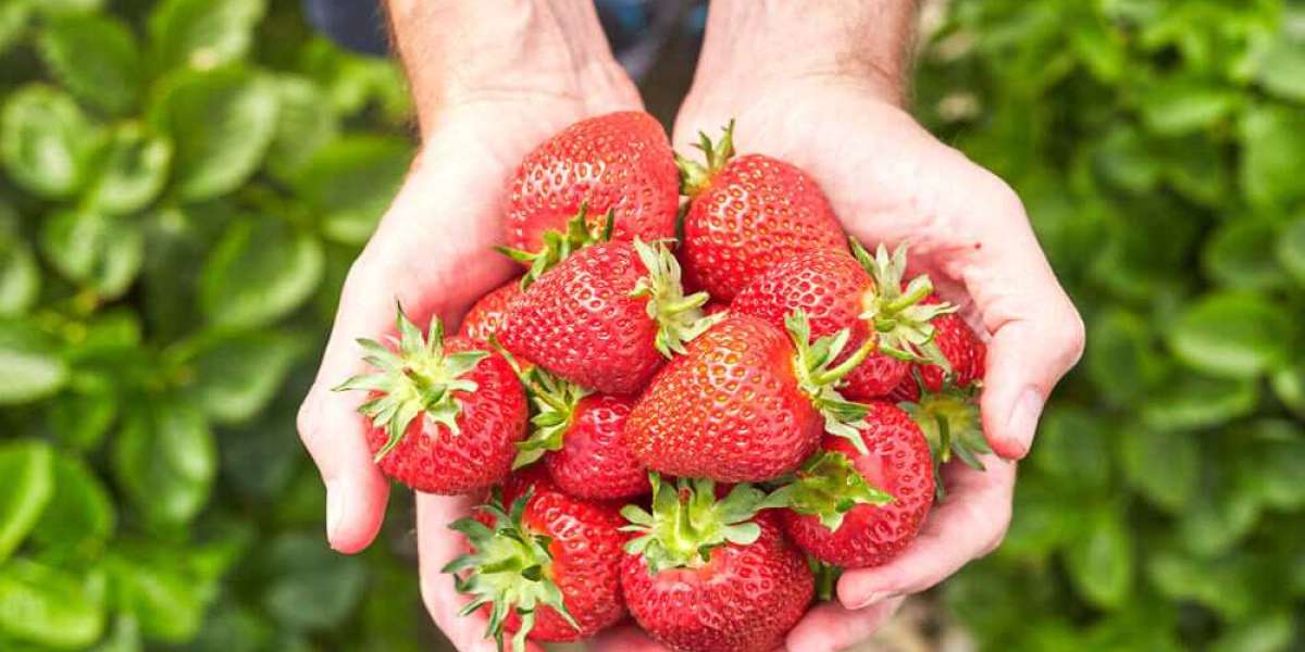 Discover Strawberry Town: A Delicious Getaway at Strawberry Farm Cape Town