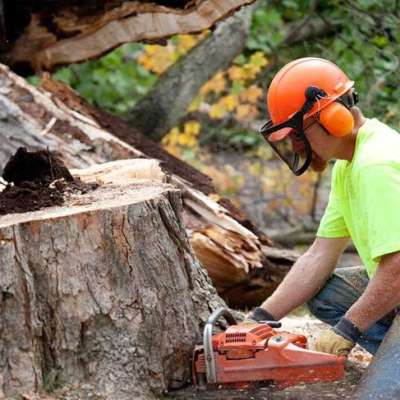 MS Tree Removal Service - Top Service Profile Picture